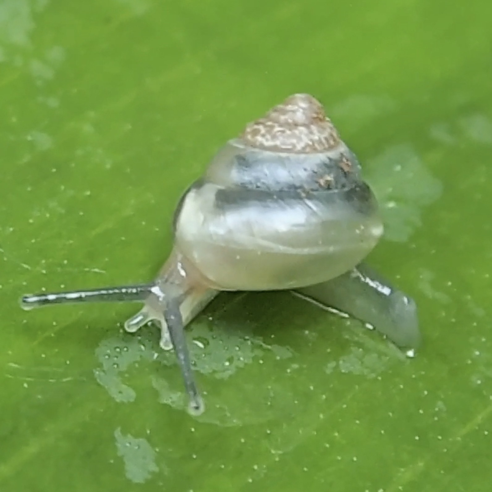 Portrait of Damon Zucconi